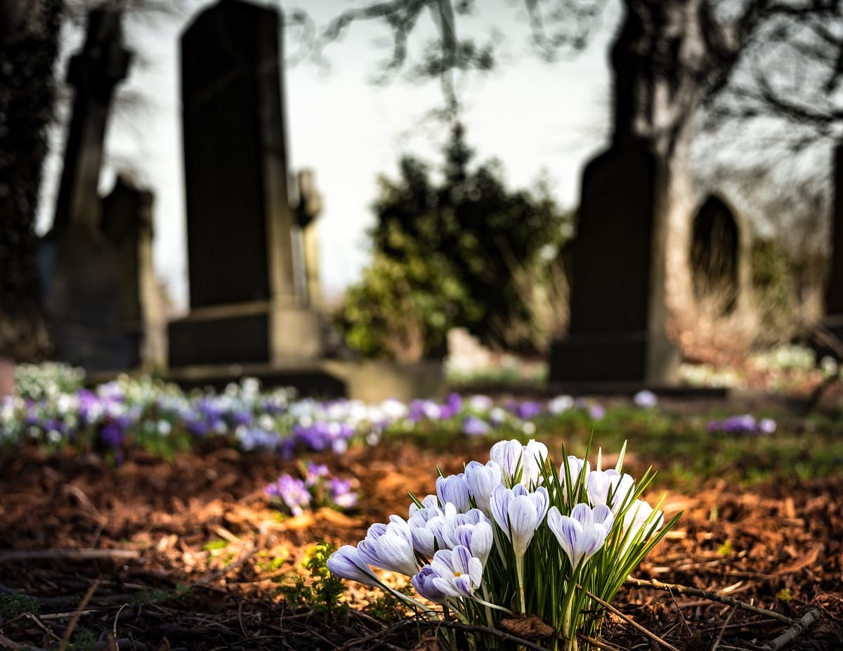 Purple flowers growing in cemetery